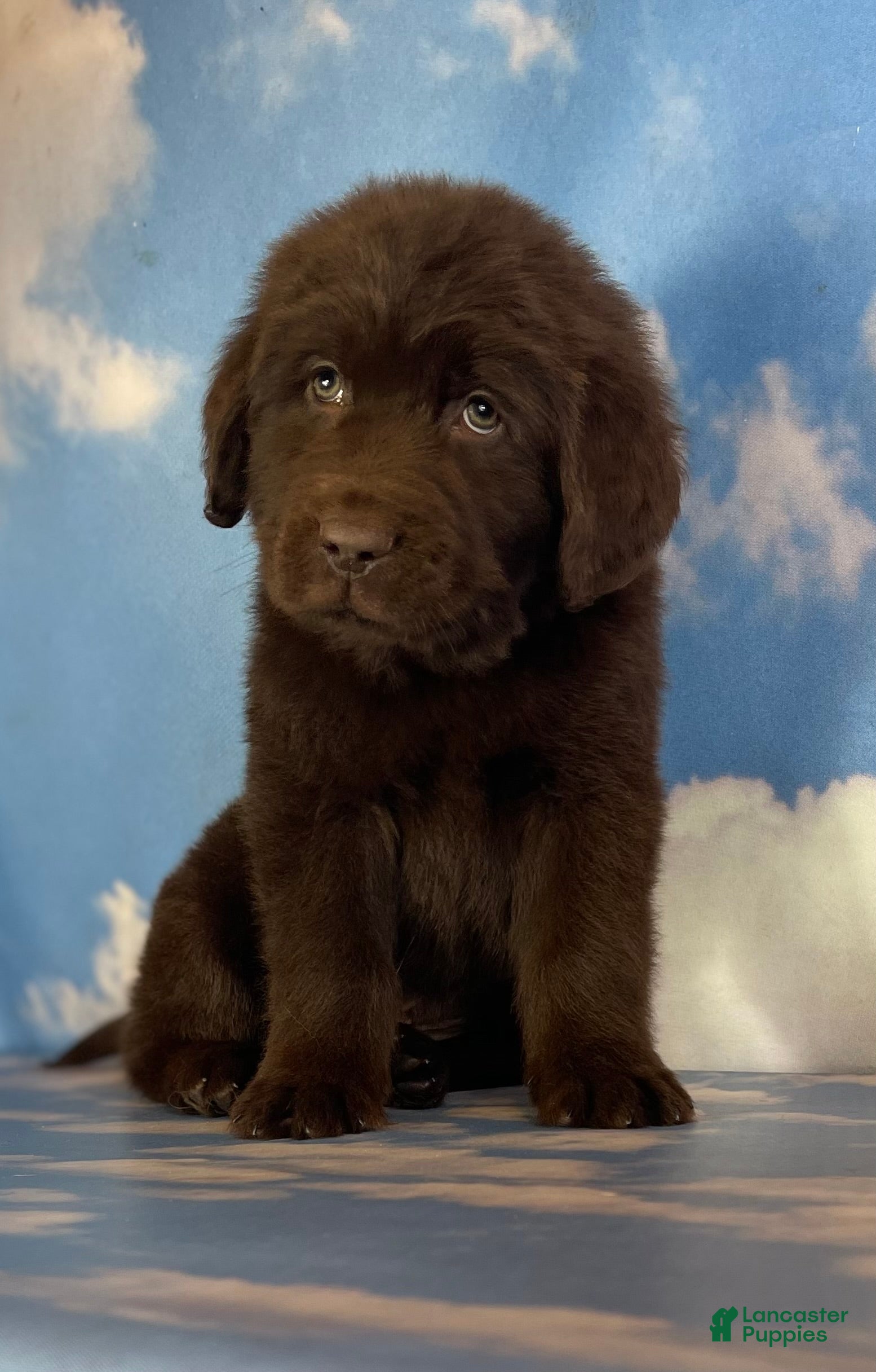 Mixed Breed dogs Eddie - Ad 32