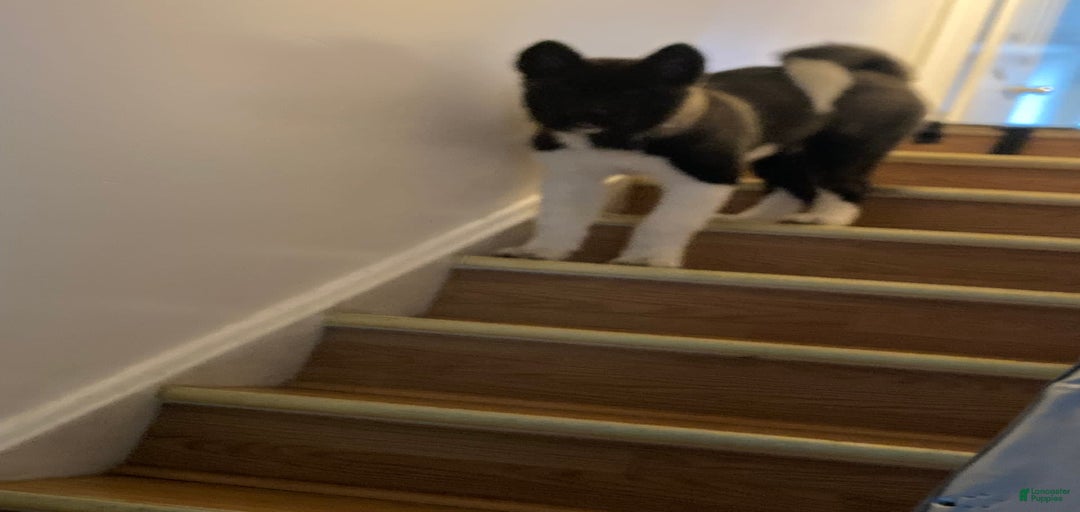 Gallery Image {{count}}