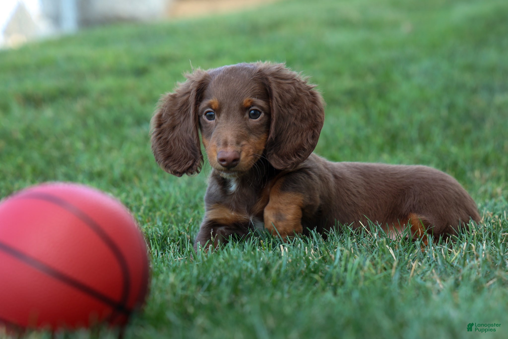Miniature Dachshund dogs MARLEY - Ad 1