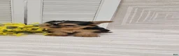 Yorkshire Terrier dogs for sale: Beulah - Ad 5
