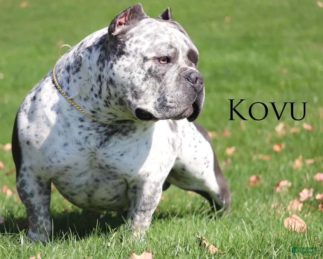 American Bully dogs for sale: Kovu - Ad 3