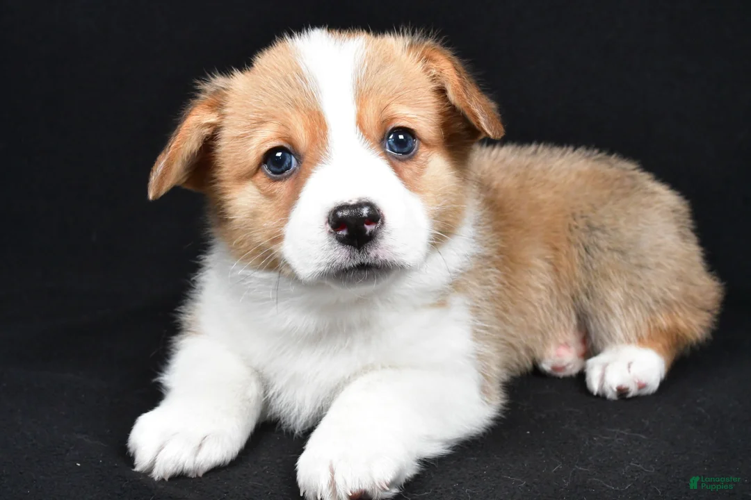 Welsh Corgi Pembroke dogs for sale: Clifford - Ad 4