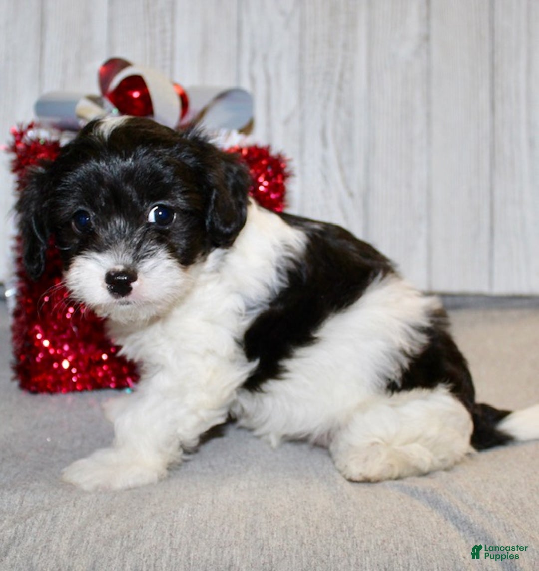 Cavapoo dogs for sale: Shirley - Ad 6