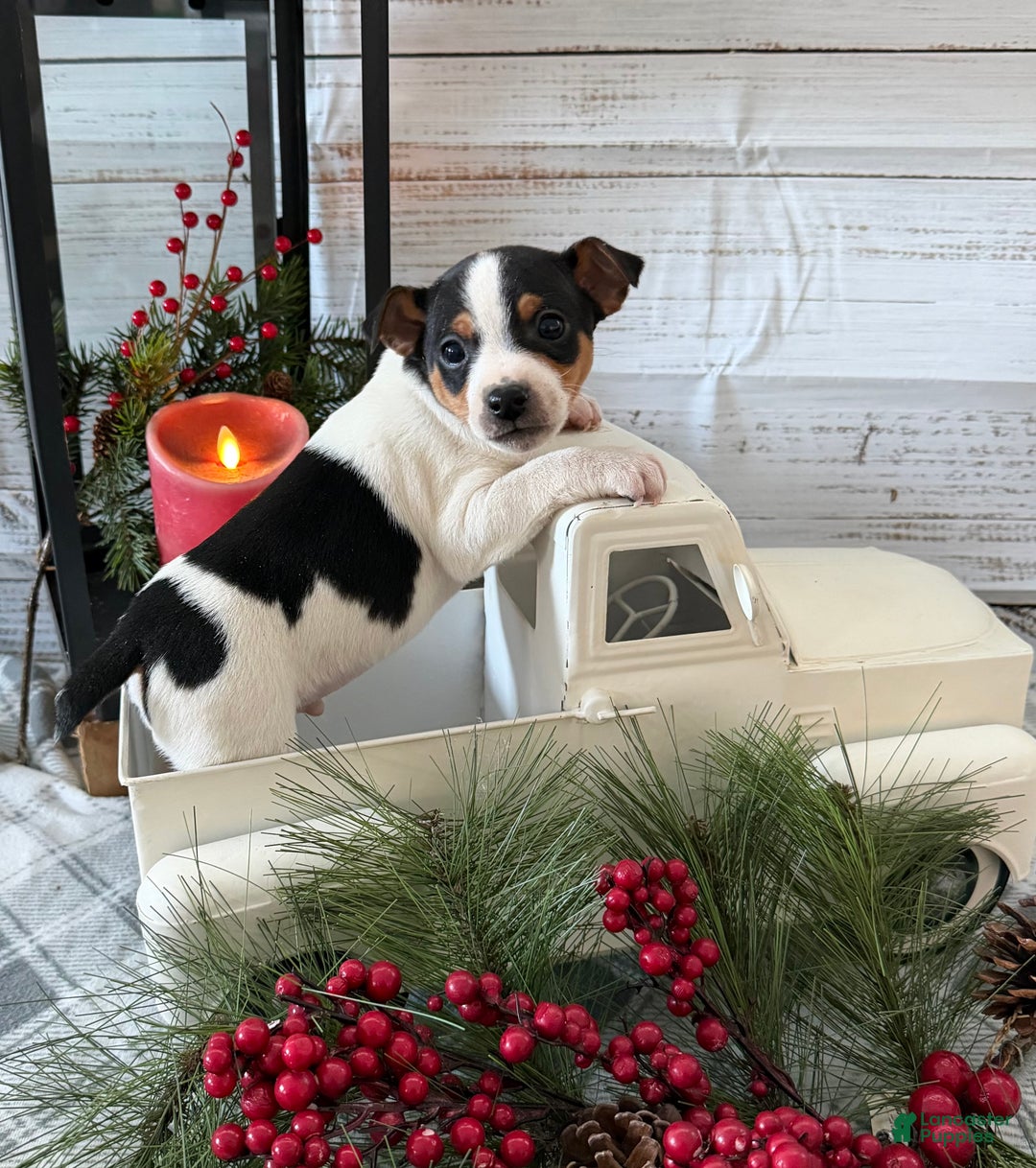 Toy Fox Terrier dogs for sale: Bingo - Ad 3