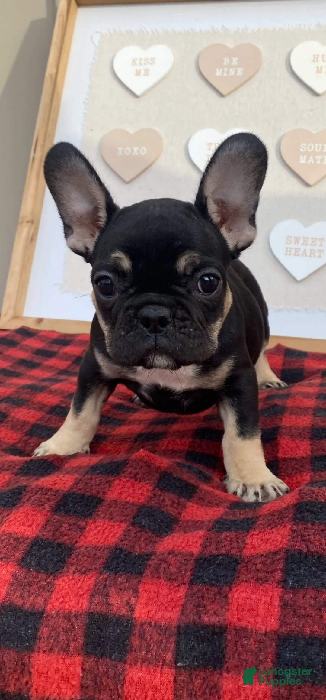 French Bulldog dogs for sale: French Bulldog Puppy 3 - Ad 1