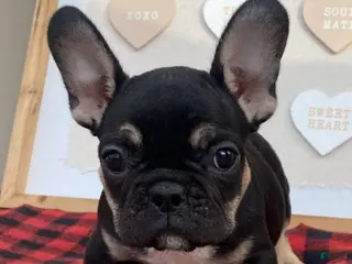 French Bulldog dogs French Bulldog Puppy 3 - Ad 6