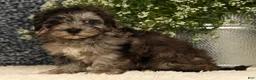 Havapoo dogs for sale: Simon - Ad 5