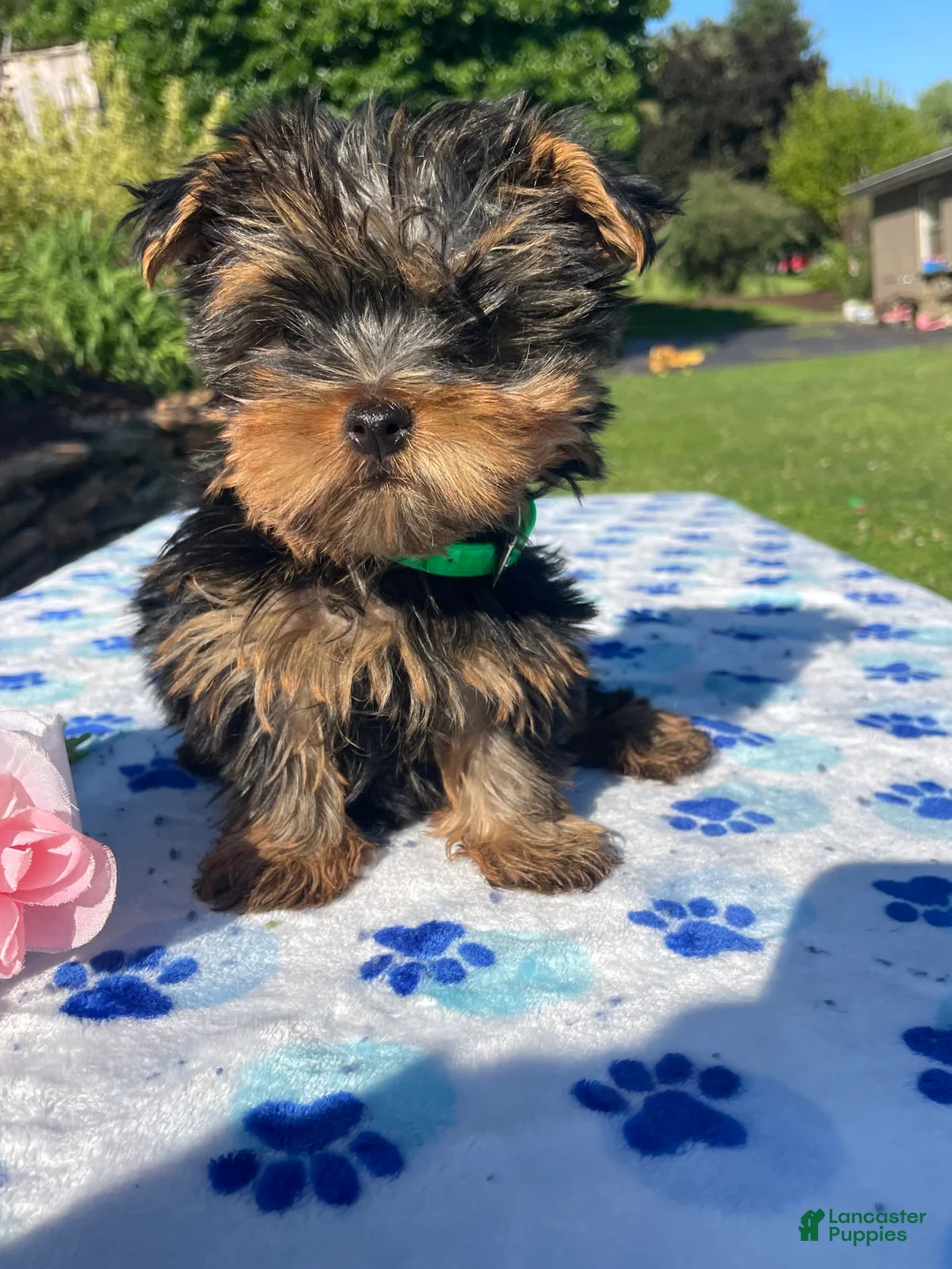 Yorkshire Terrier dogs for sale: Shaggy - Ad 4