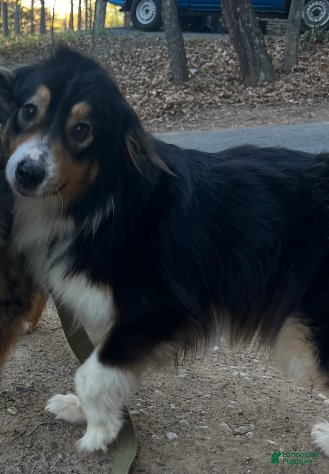 Australian Cattle Dog dogs for sale: Tommy - Ad 2