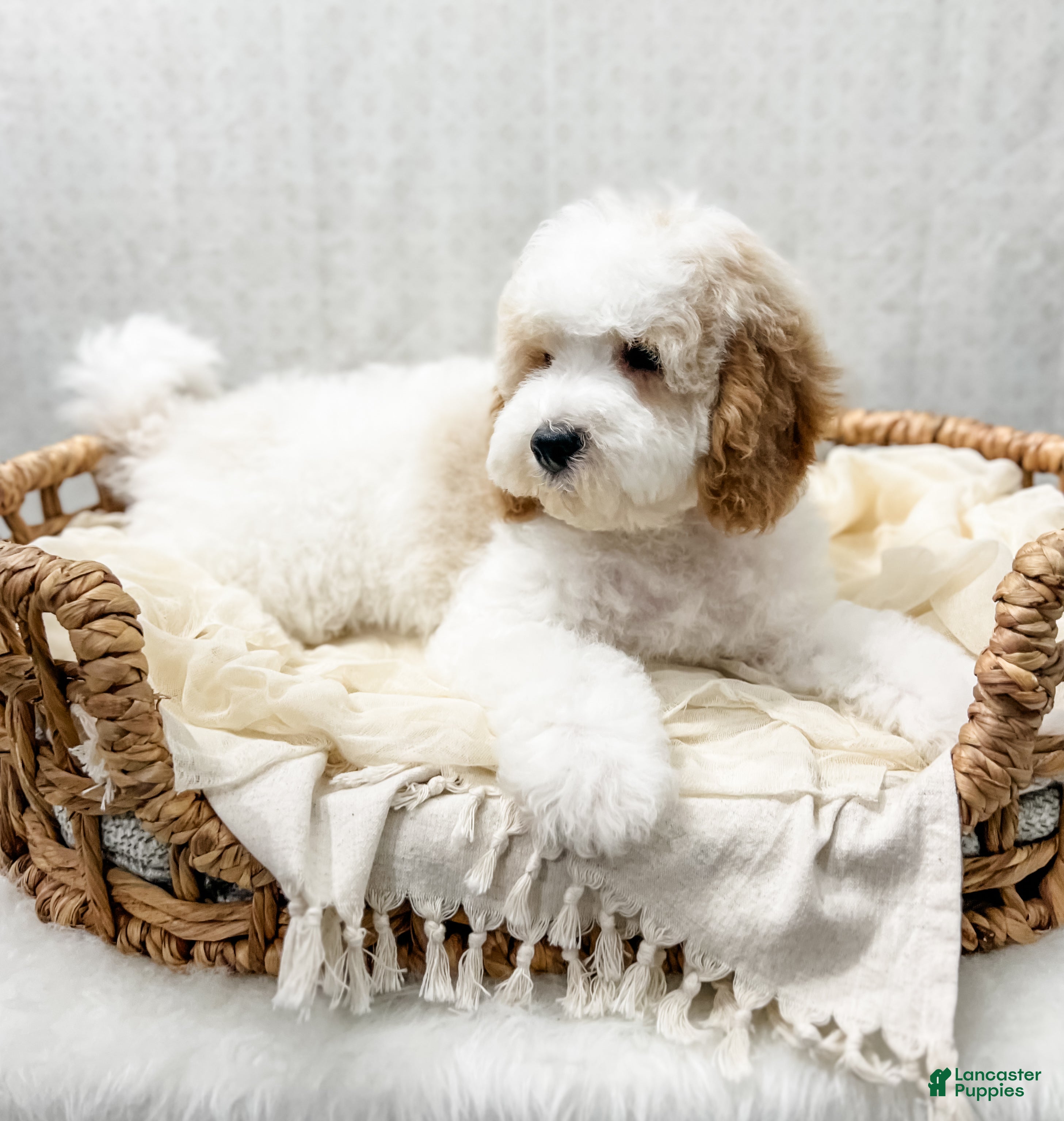 Cavapoo dogs Rye - Ad 2