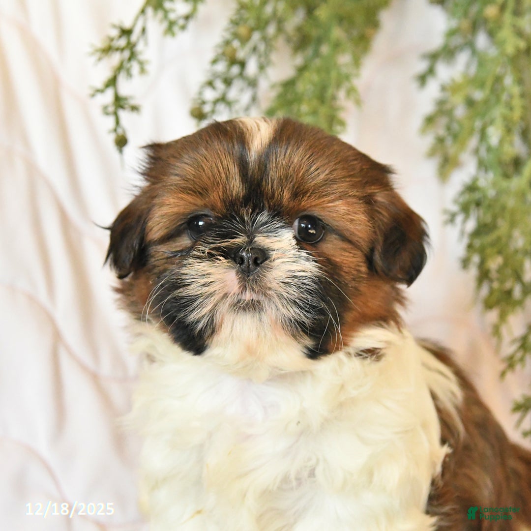 Shih Tzu dogs for sale: Chili - Ad 2