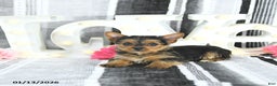 Yorkshire Terrier dogs for sale: Mia  - Ad 4