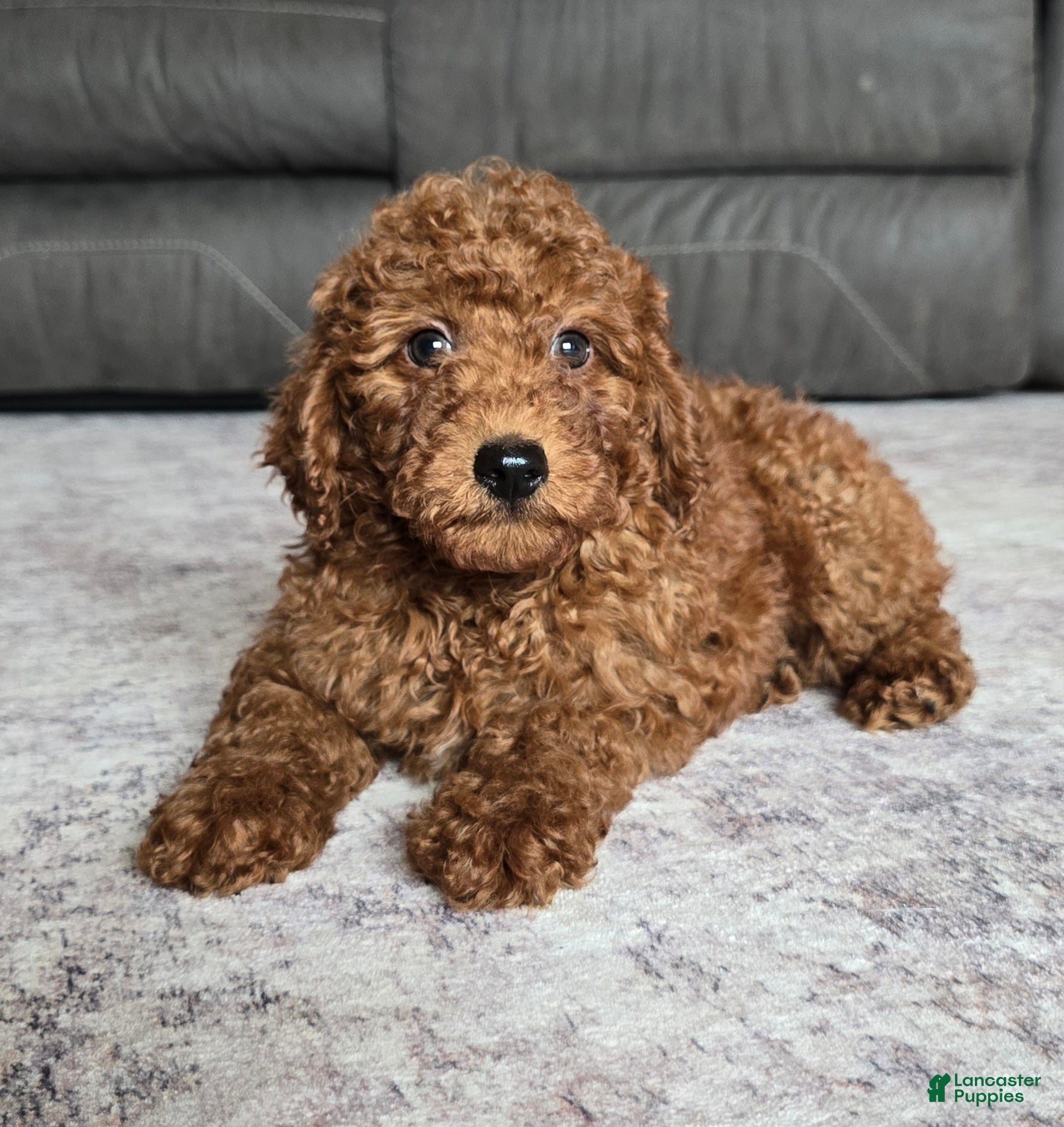 Miniature Poodle dogs Cooper - Ad 1