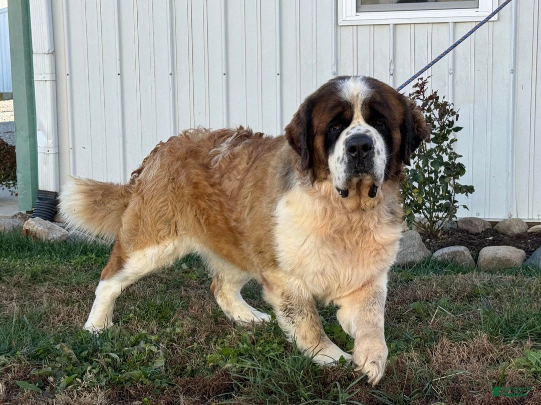Saint Bernard dogs for sale: Rambo - Ad 3