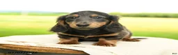 Miniature Dachshund dogs for sale: Pepper - Ad 5