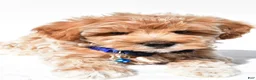 Maltipoo dogs for sale: Georgie - Ad 7