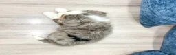 Mini Bernedoodle dogs for sale: Zues - Ad 5