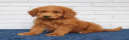 Mini Goldendoodle dogs for sale: Bessie  - Ad 2