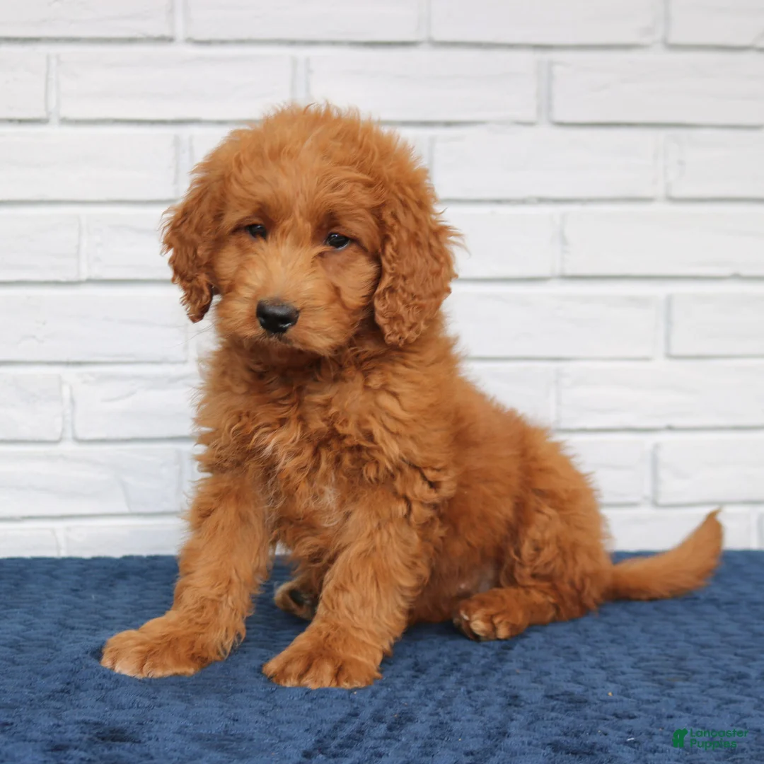 Mini Goldendoodle dogs for sale: Bessie  - Ad 2