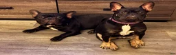 French Bulldog dogs for sale: French Bulldog 1 - Ad 5