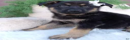 German Shepherd dogs for sale: Daisy  - Ad 4