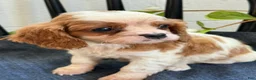Cavalier King Charles Spaniel dogs for sale: Noble - Ad 4