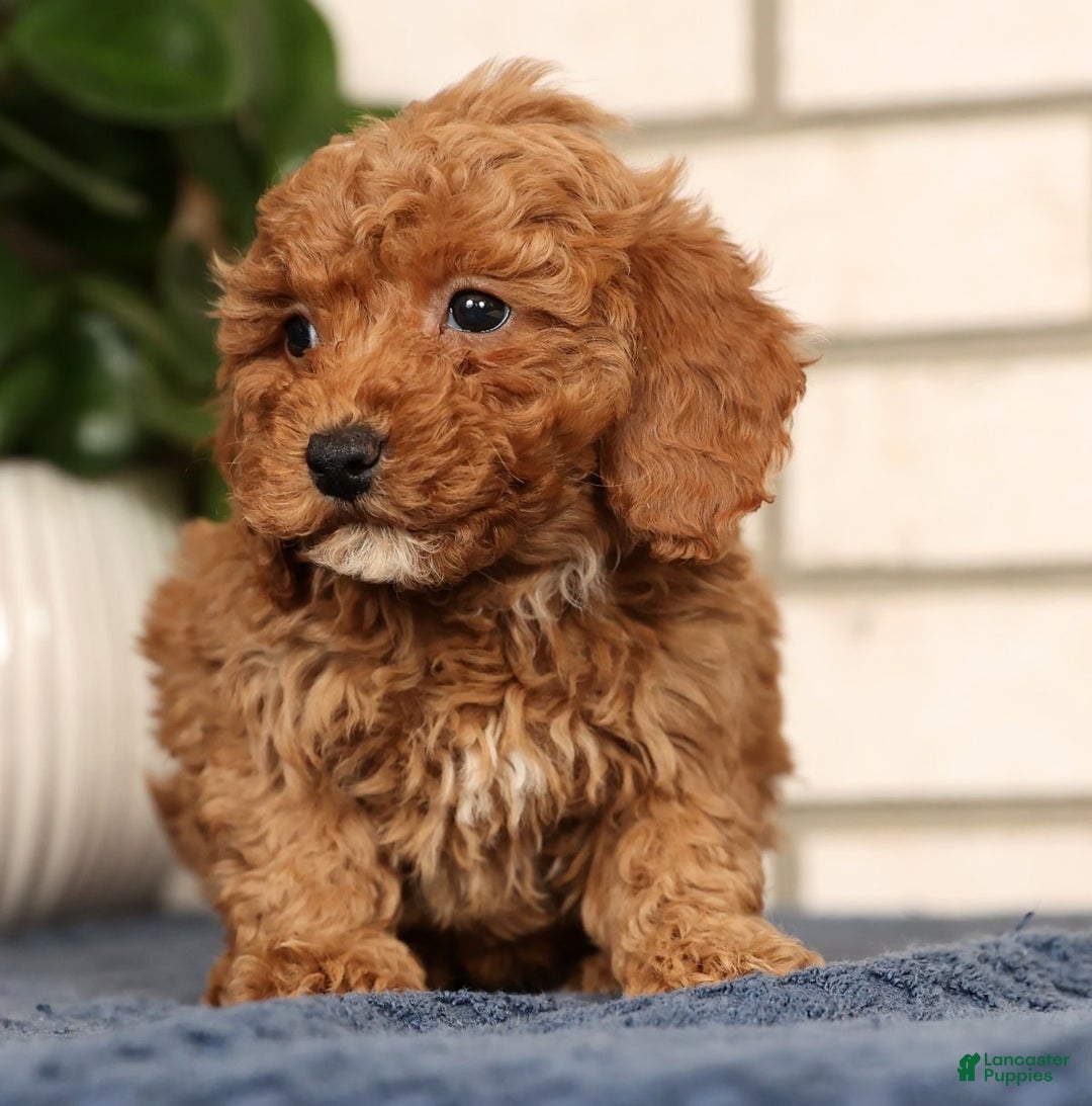 Bichpoo dogs for sale: Fiona - Ad 7