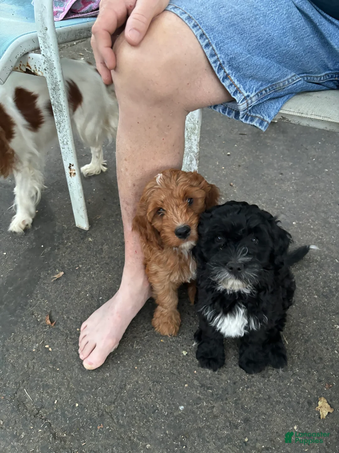 Gallery Image {{count}}