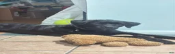 Mixed Breed dogs for sale: Kodah  - Ad 7