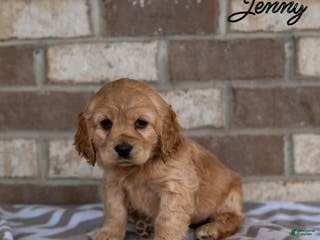 Cocker Spaniel dogs Jenny - Ad 7