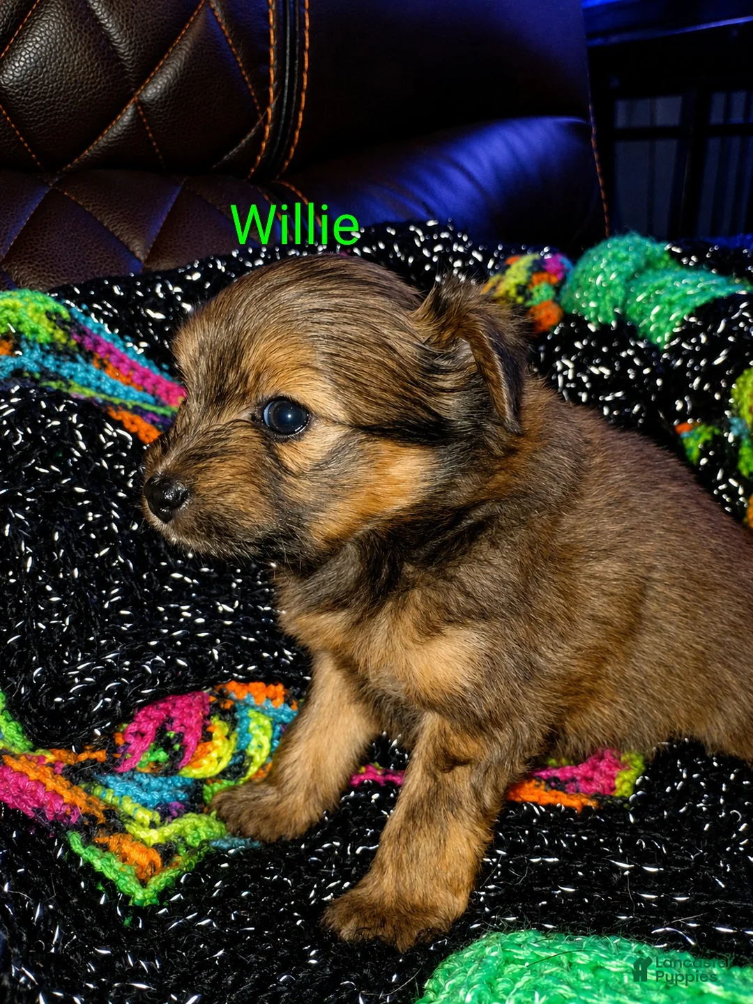 Mixed Breed dogs for sale: Willie - Ad 2