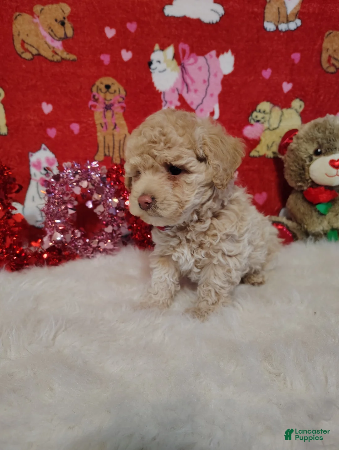 Toy Poodle dogs for sale: Prince - Ad 2