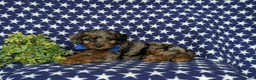 Cockapoo dogs for sale: Clark Hypoallergenic - Ad 7