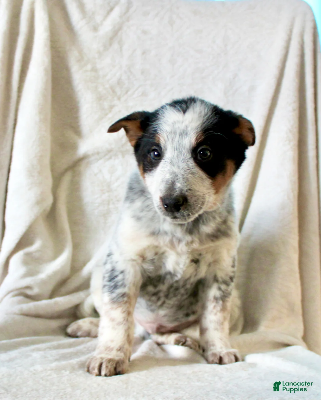 Australian Cattle Dog dogs for sale: Rusty - Ad 2