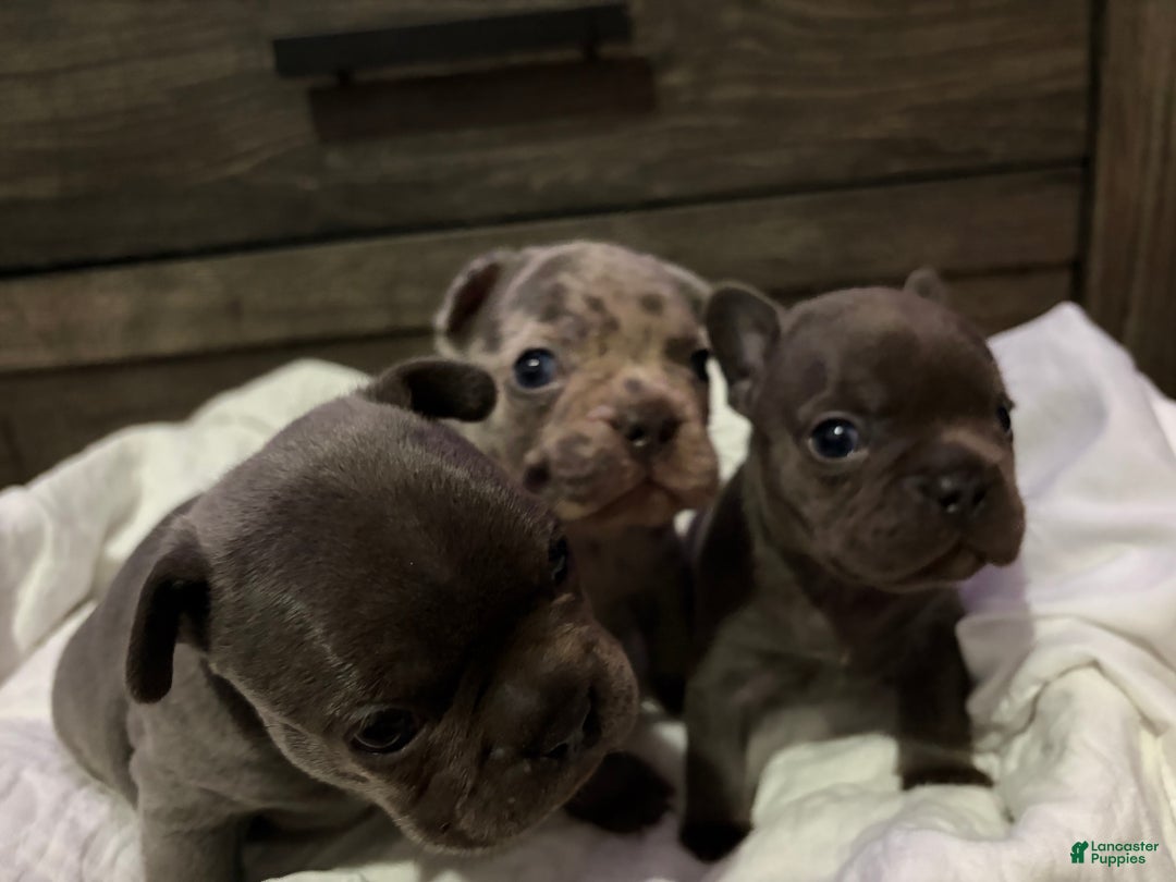 French Bulldog dogs for sale: French Bulldog Puppy 1 - Ad 7