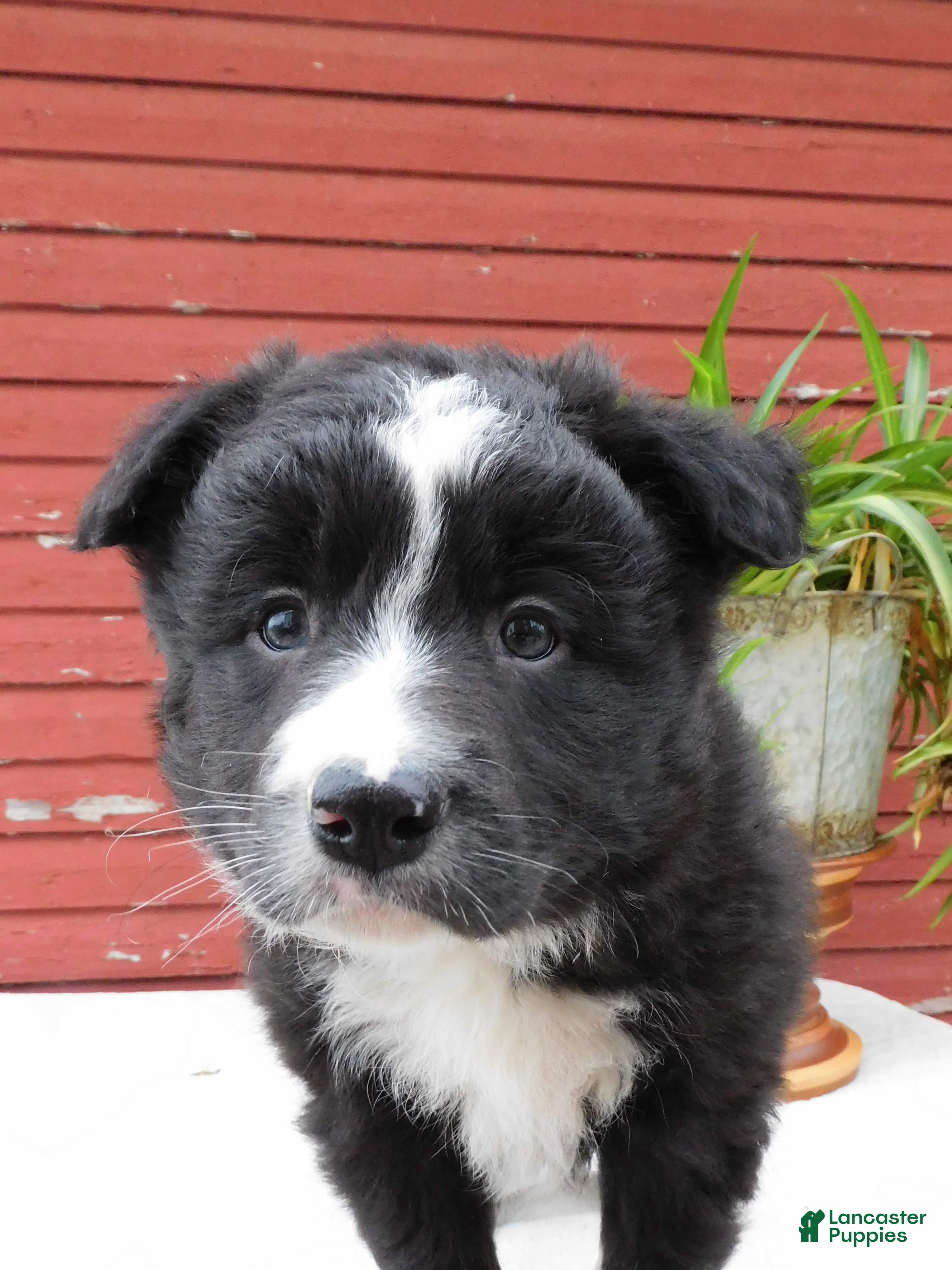 Border Collie dogs Togo - Ad 1