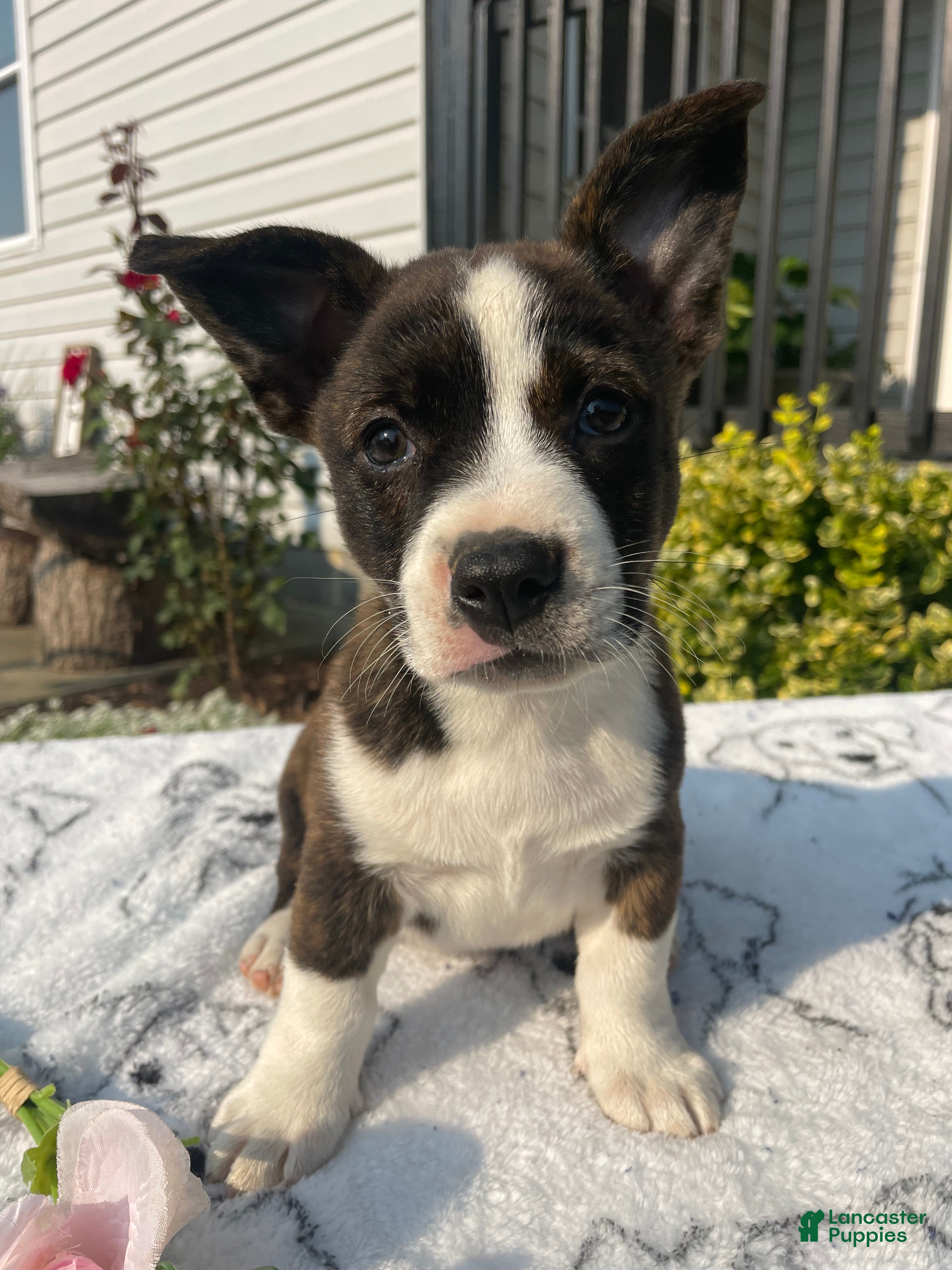 Mixed Breed dogs Norman - Ad 41