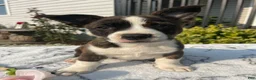 Mixed Breed dogs for sale: Norman - Ad 1