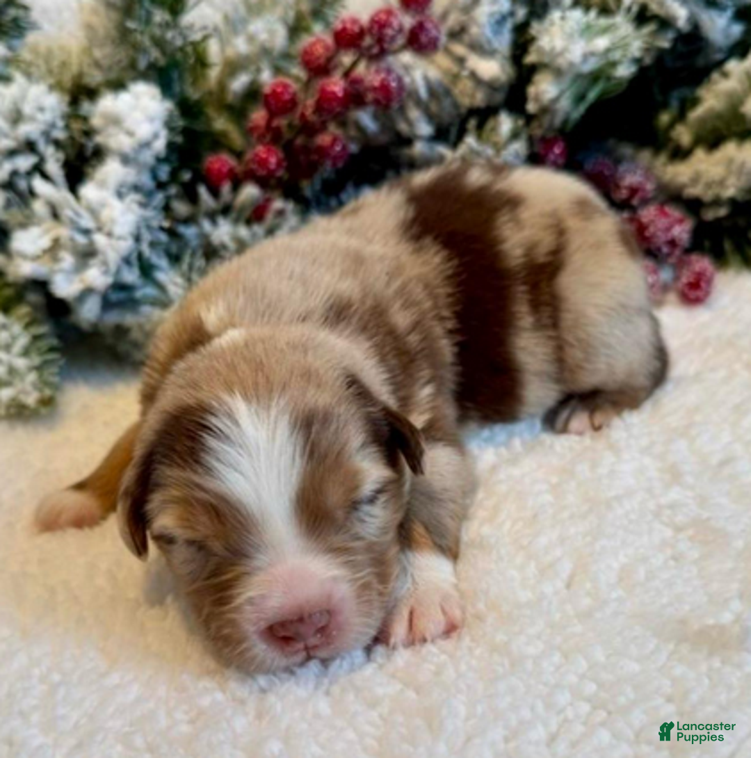Miniature Australian Shepherd dogs for sale: Uncle Abe - Ad 5