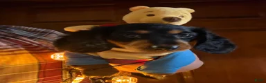 Miniature Dachshund 2