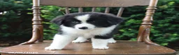Mixed Breed dogs for sale: Darling - Ad 3