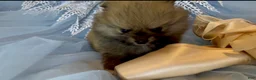 Pomeranian dogs for sale: Tiramisu - Ad 17
