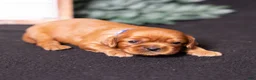 Cavalier King Charles Spaniel dogs for sale: Neil - Ad 5