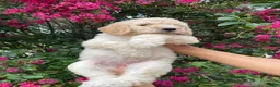 Goldendoodle dogs for sale: Lily - Ad 3