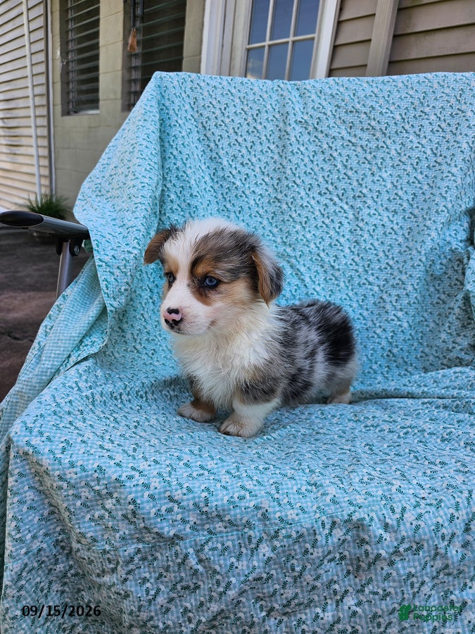 Welsh Corgi Pembroke dogs Steven - Ad 1