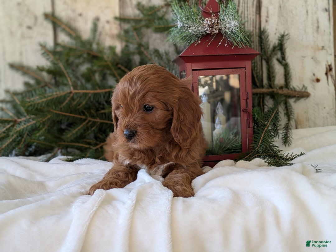 Cavapoo dogs for sale: Asher  - Ad 10