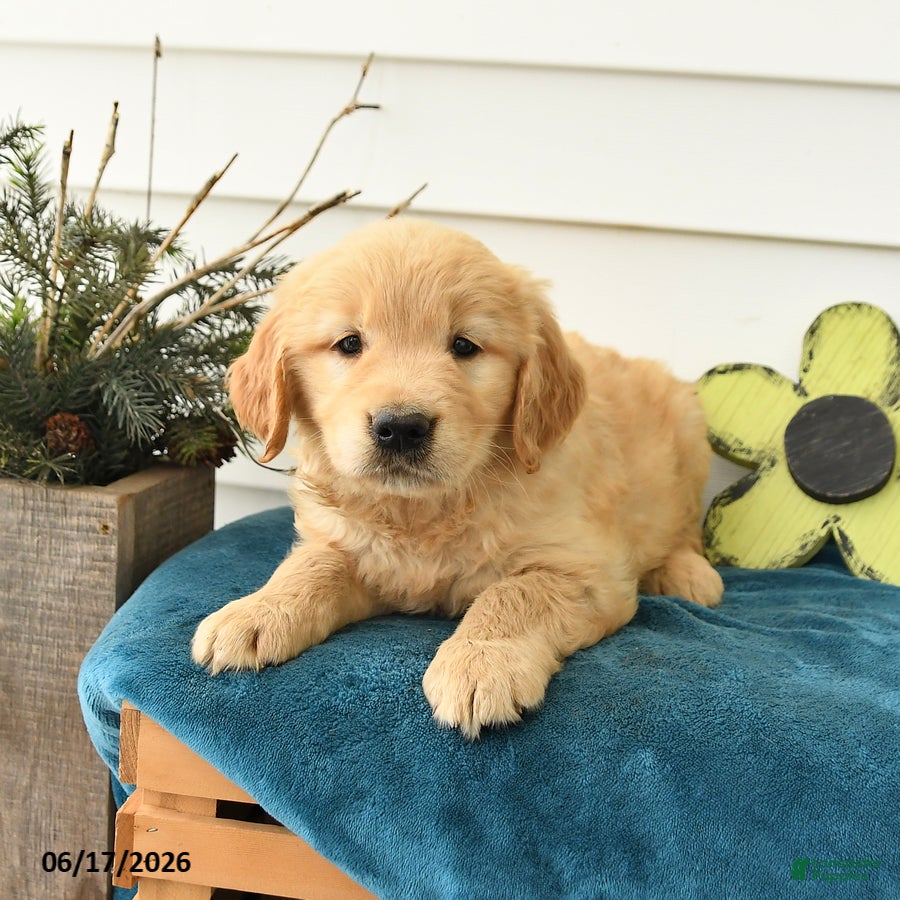 Golden Retriever dogs for sale: Micah - Ad 3