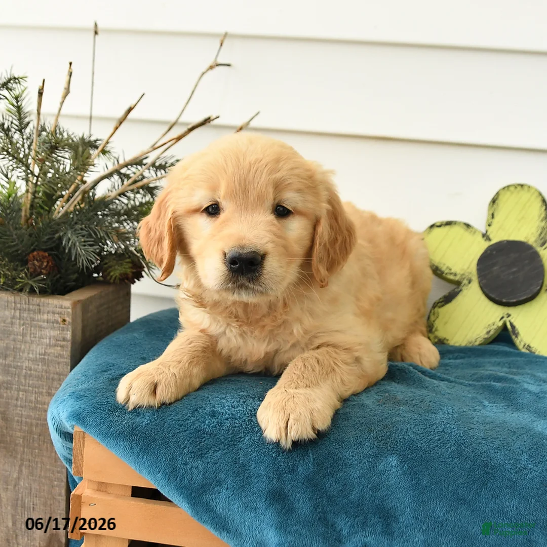Golden Retriever dogs for sale: Micah - Ad 1