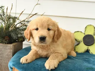 Golden Retriever dogs for sale: Micah - Ad 3