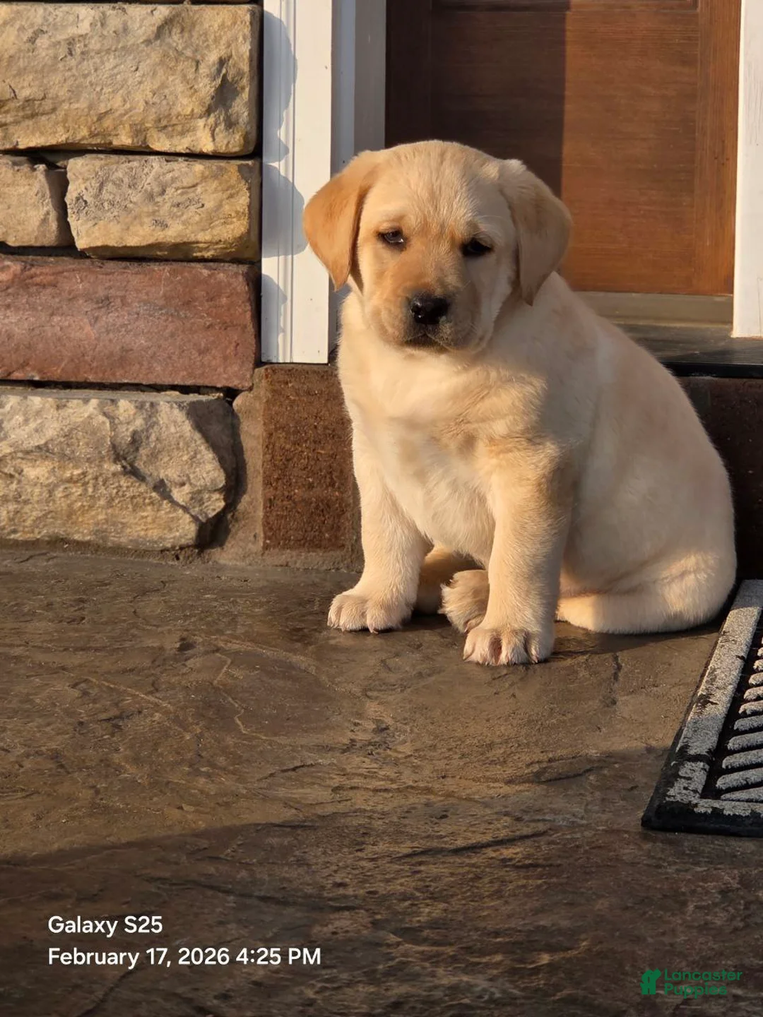Labrador Retriever dogs for sale: Angel - Ad 2